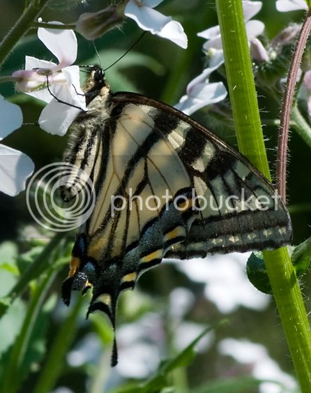 Papilioglauca_web.jpg