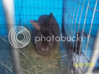 RABBITPICS007.jpg