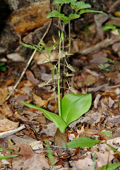 liliifolia610b.JPG