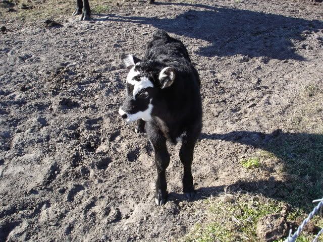 _1_CALF_FEB_5_2008_005.jpg