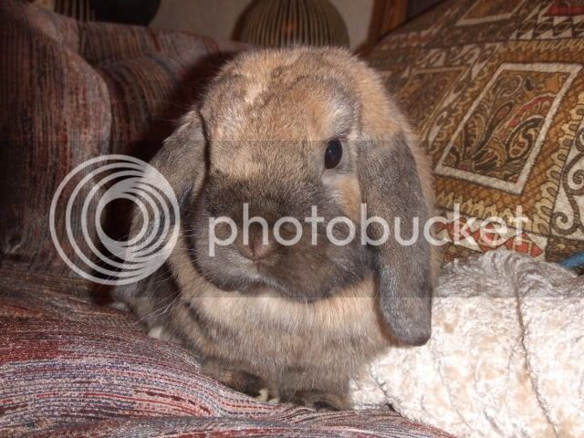 2008_0110bunnyshoot0116.jpg