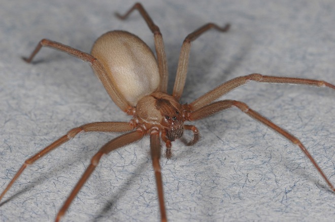 BrownRecluse.jpg