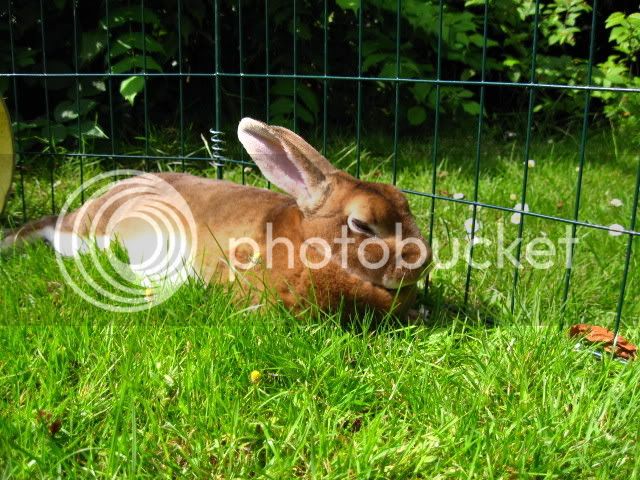 bunnies046.jpg