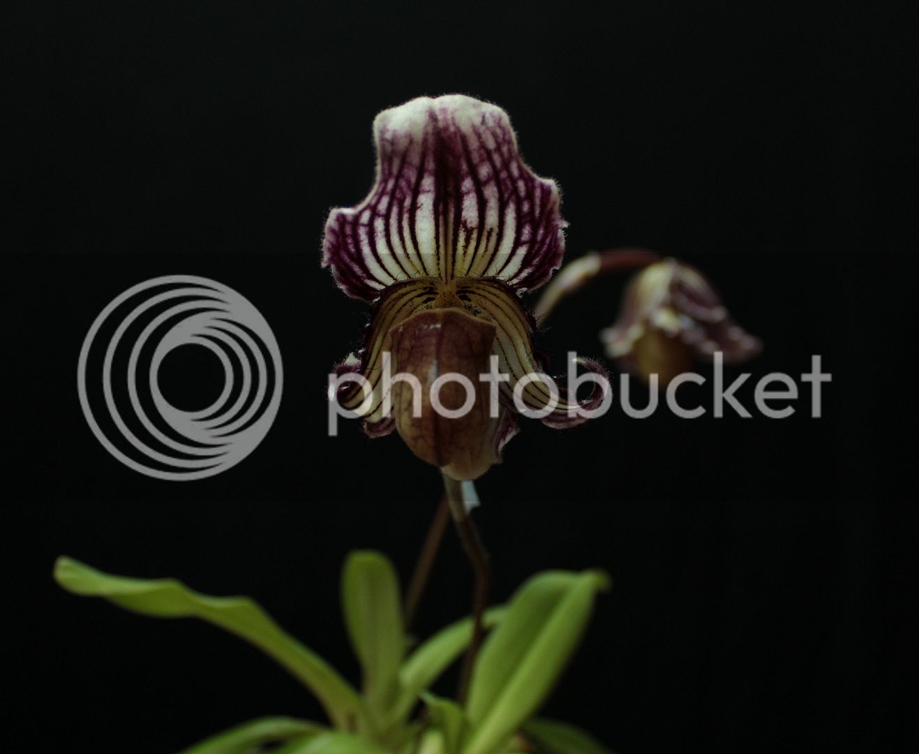 Paph%20fairrieanum%201_zps6hyc7iel.jpg