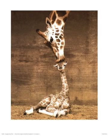 giraffekiss.jpg