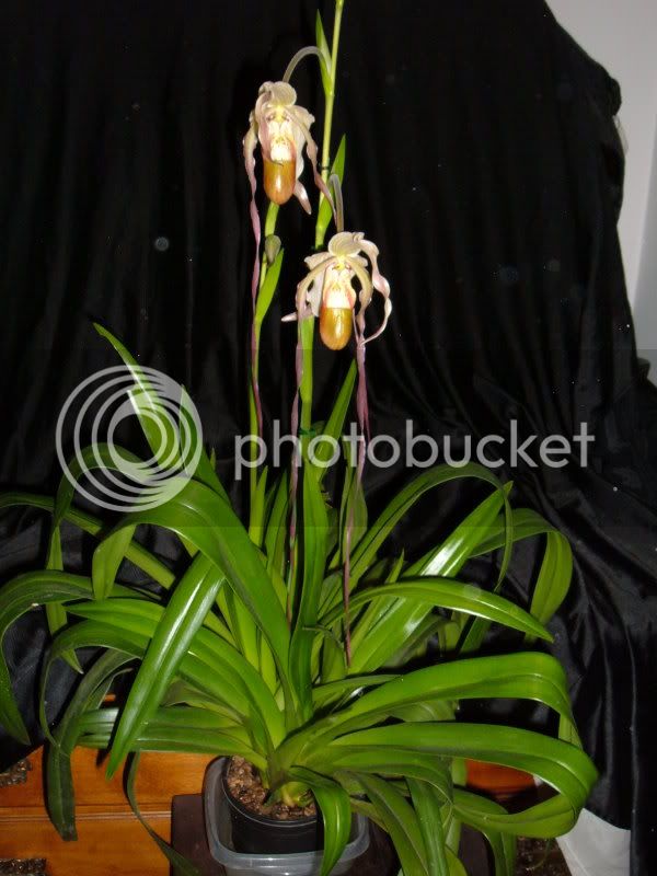 orchidpictures2008054.jpg