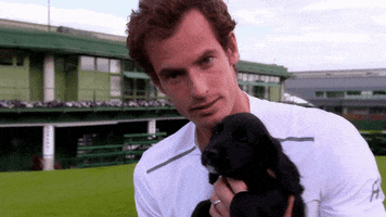 andy murray tennis GIF by Wimbledon