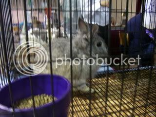 Bunnypictures-Leanne068.jpg