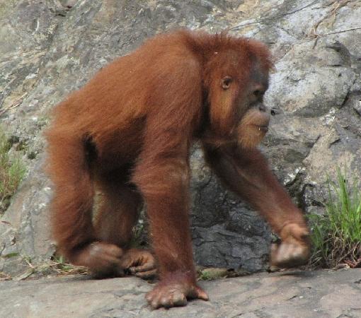 orangutan-seen-20-metres.jpg