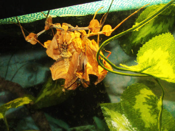 tacca_and_baline_eating_together__idolomantis__by_alexandersmantids-d9cslqi.jpg