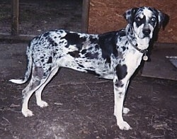 LouisianaCatahoulaLeopardchy3.jpg