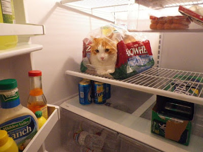 fridge-cat-cats-kitten-kitty-pic-picture-funny-lolcat-cute-fun-lovely-photo-images.jpg