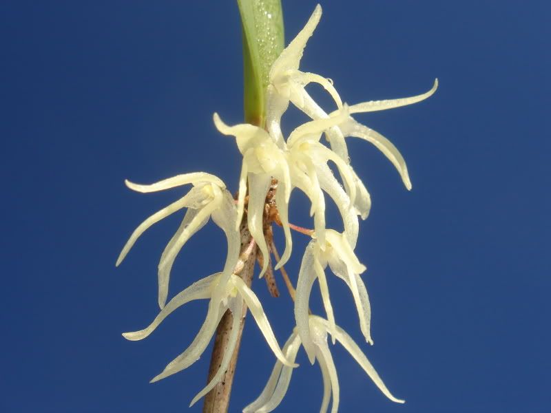 Myoxanthusaffinis1.jpg