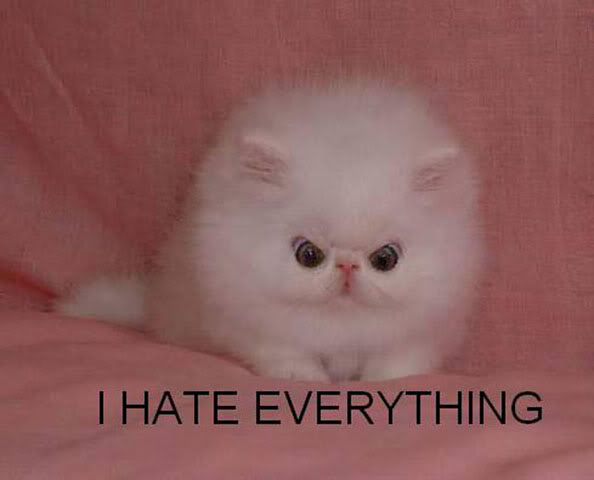 i_hate_everything_cat.jpg