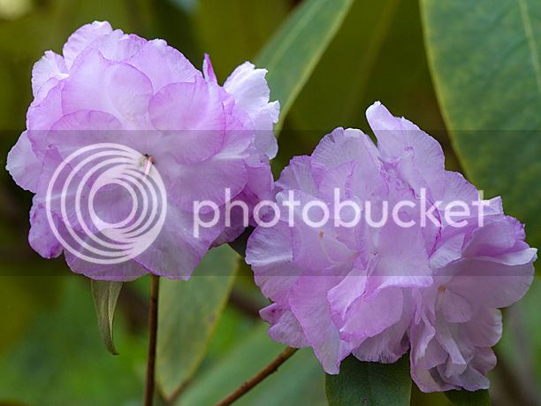 RhododendronAprilMist_web.jpg