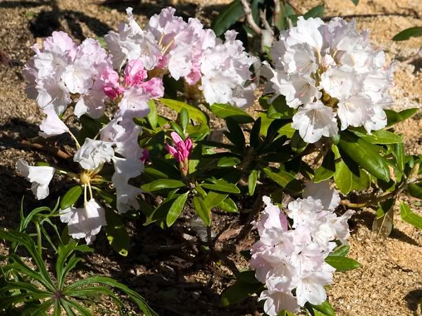 RhododendronCrete_web-1.jpg
