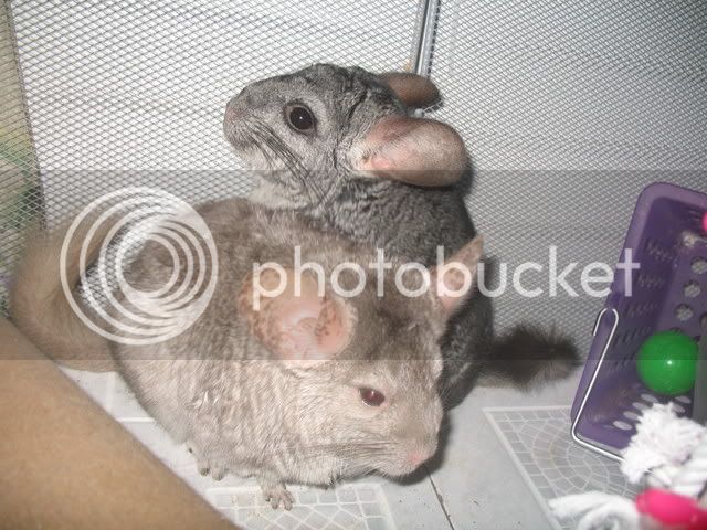 Chinchillas003.jpg