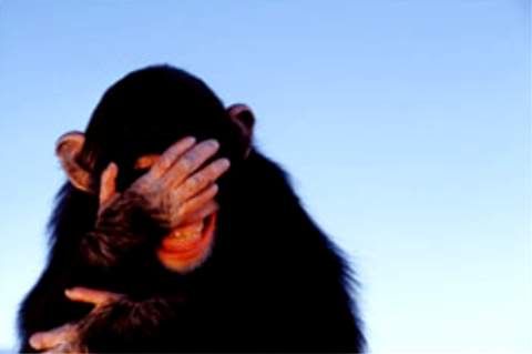 Embarrassed20chimpanzee_Tim20Davis.jpg