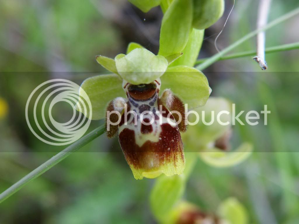 ophrysattica.jpg