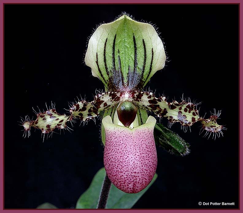 Paph_Chamberlainianum-09.jpg