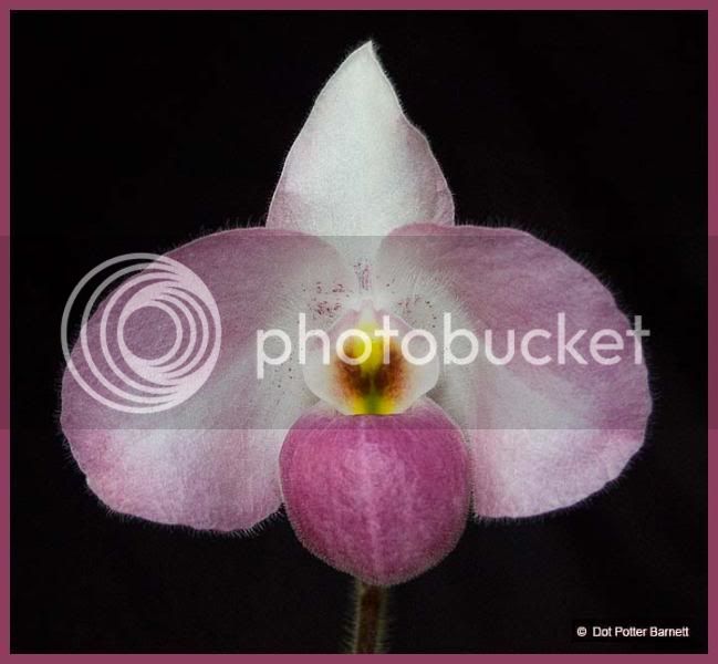 Paph_HoChiMinh1.jpg