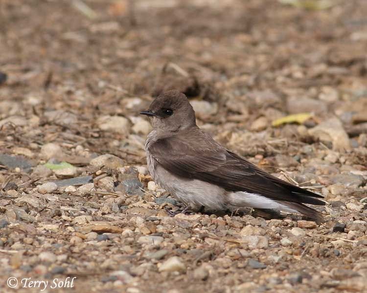 northern_rough_winged_swallow.jpg