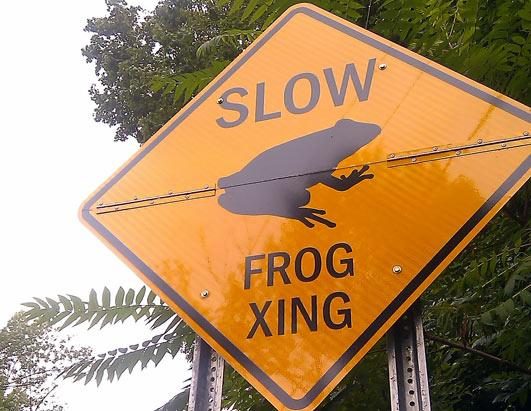 ht_frog_crossing_jef_ss_110816_ssh.jpg