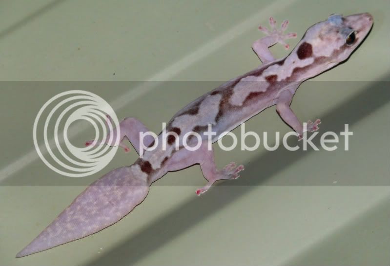 robustvelvetgecko19.jpg