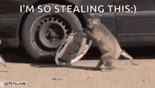 monkey-steal.gif