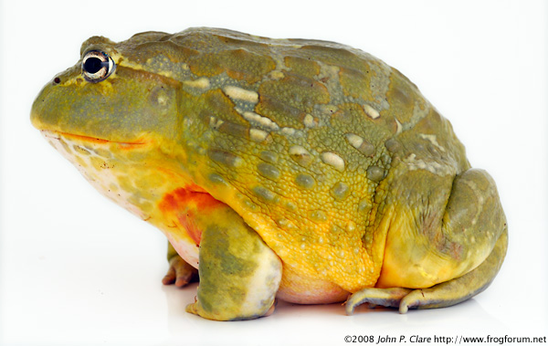 Giant-African-Bullfrog-Male-Pyxicephalus-adspersus-pyxie-pixie-pyxi-pixi-frog-toad-edulis.jpg