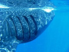 fac5c31015e3cf7863eaa5423253d84d--facts-about-whales-fun-facts-about.jpg