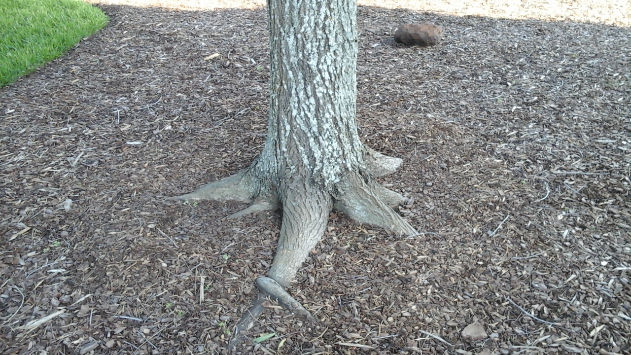 Tree-Root.jpg