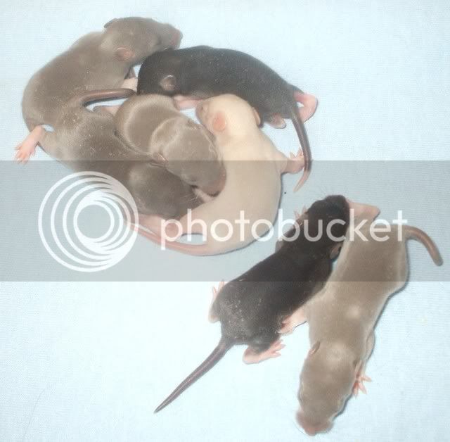 Rats068.jpg