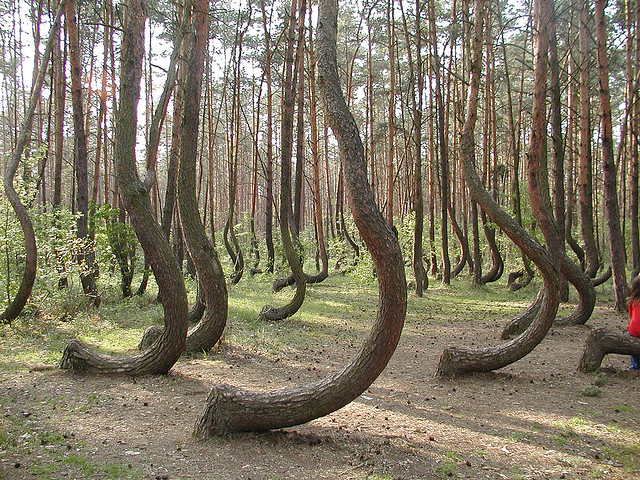 crooked+forest.jpg