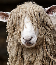 009sheep_228x263.jpg