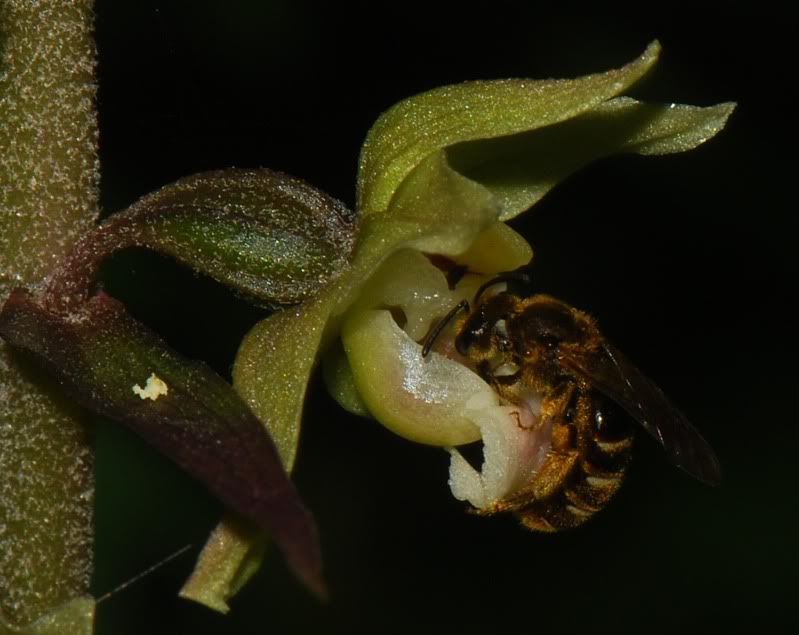 Epipactispurpurata2012-07-26Rottaub8bBltemitSchwebfliege.jpg