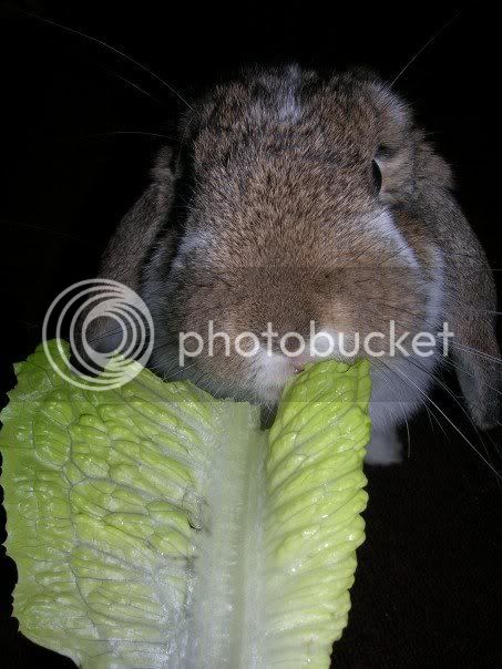 bellaandlettuce.jpg