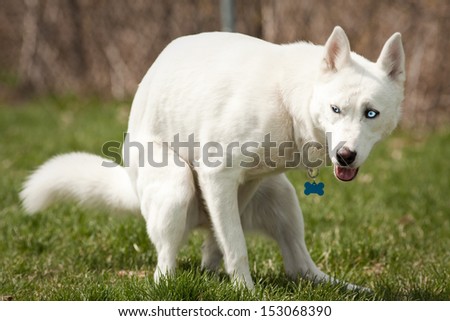 stock-photo-husky-with-blue-eyes-pooping-in-a-dog-park-153068390.jpg