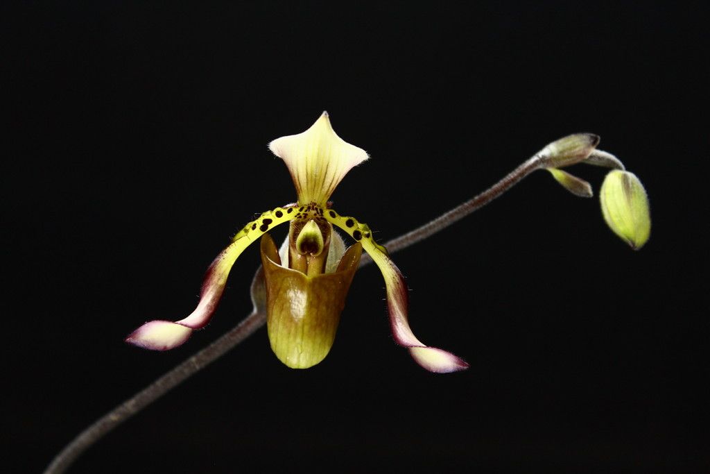 Paph%20richardianum1_zpse2igqikn.jpg