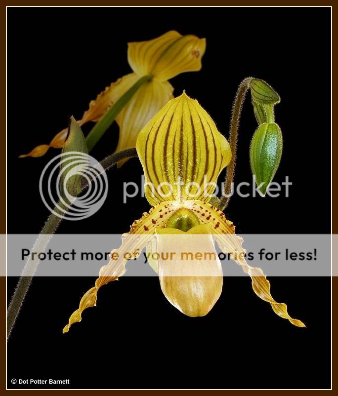 Paph_praestansxprimulinum.jpg