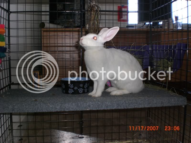 Rabbit111807023.jpg