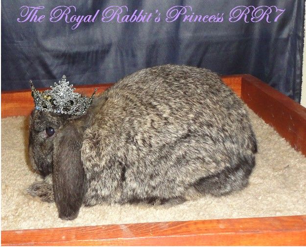 TheRoyalRabbitsPrincessRR7sidewithcrown_zps83a79d41.jpg