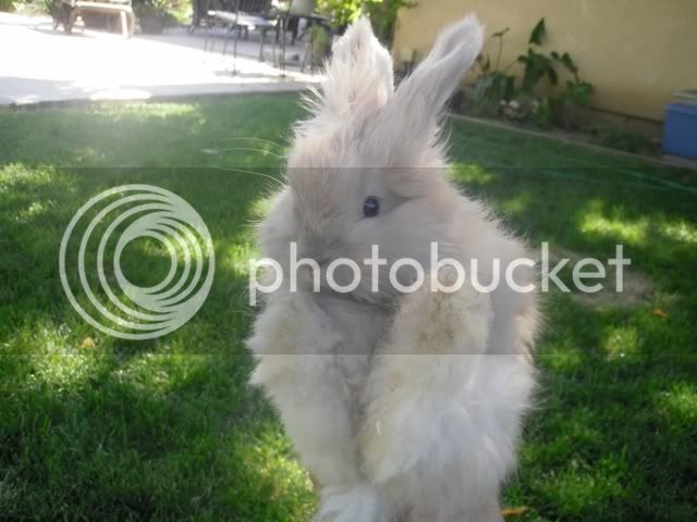 bunny0716096.jpg