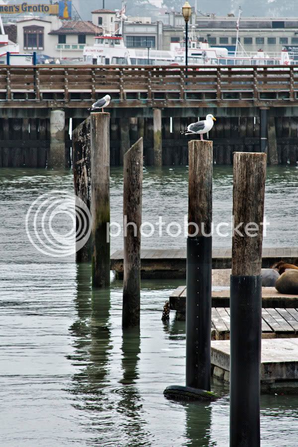 Gulls.jpg