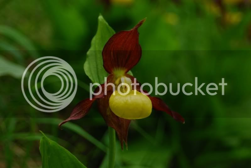 Cypripediumcalceolus2012-05-24Schlechingj1.jpg