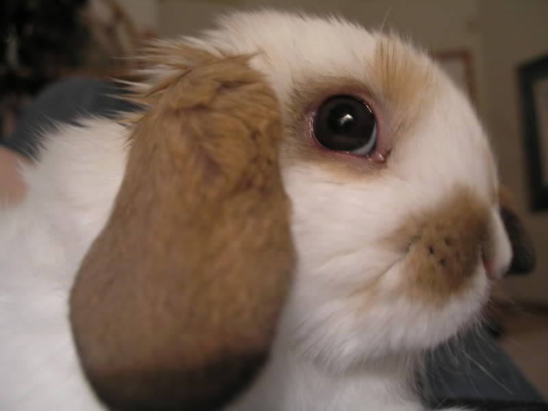 bunny2.jpg