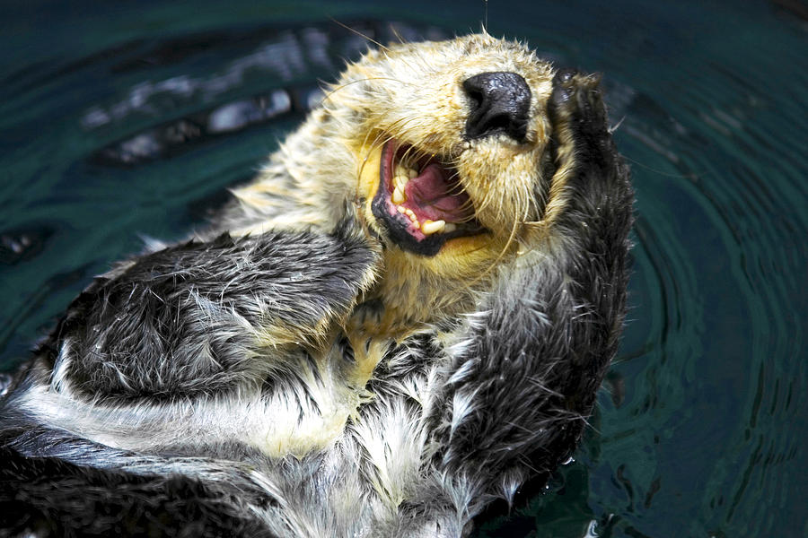 sea-otter-fabrizio-troiani.jpg