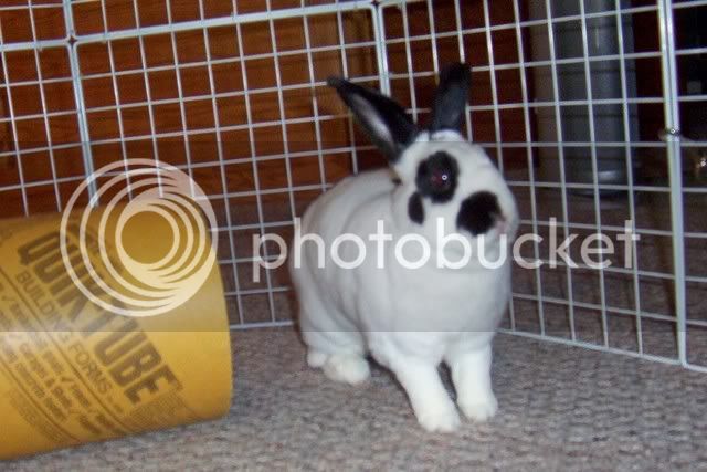 Bunnies085.jpg