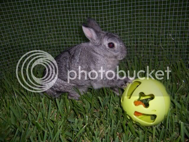 rabbitsJuly-2005022small.jpg