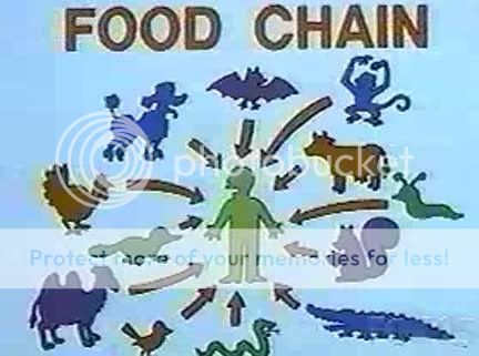 food-chain.jpg